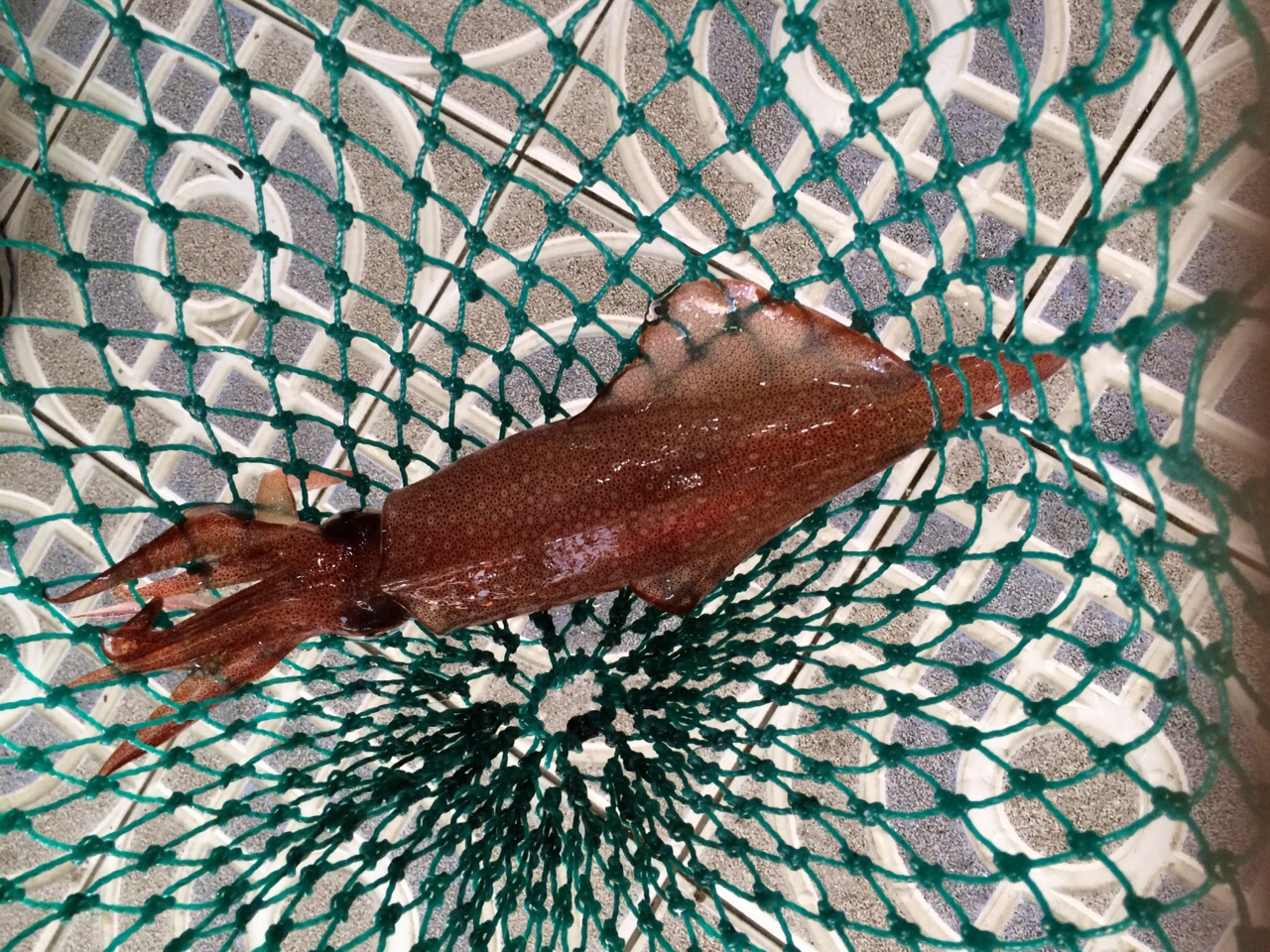 When Climate Delivers the Catch—But Not the Promise